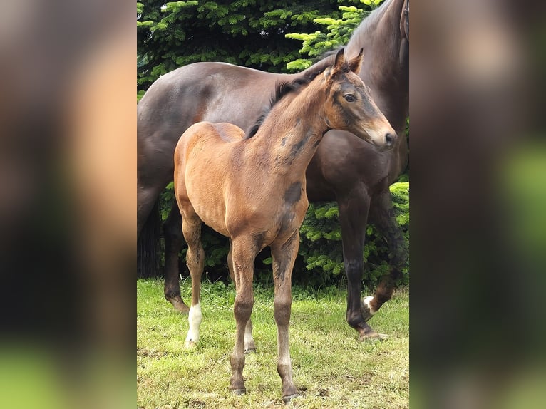 Koń hanowerski Ogier Źrebak (04/2024) 170 cm Ciemnogniada in Heede