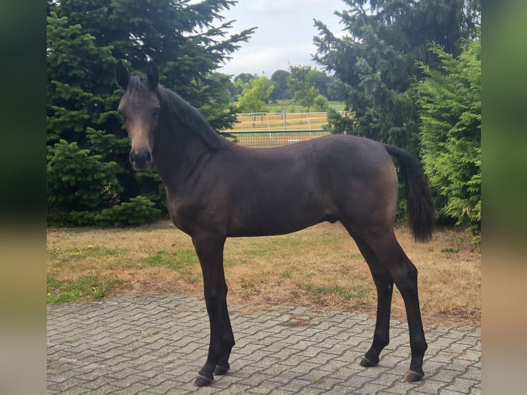 Koń hanowerski Ogier Źrebak (03/2026) 170 cm Ciemnogniada in Heede