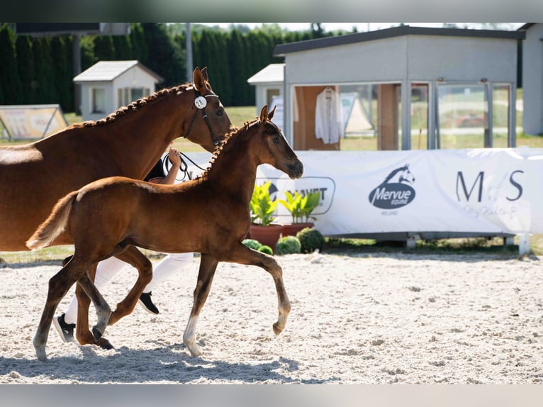 Koń hanowerski Ogier Źrebak (05/2026) 170 cm Ciemnokasztanowata in Bukowice