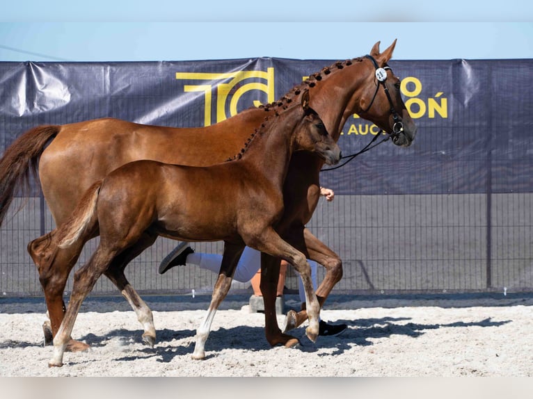 Koń hanowerski Ogier Źrebak (05/2026) 170 cm Ciemnokasztanowata in Bukowice
