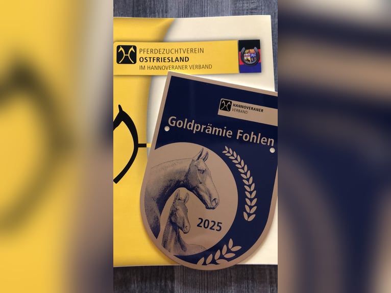 Koń hanowerski Ogier Źrebak (05/2025) 170 cm Ciemnokasztanowata in Hesel Koń hanowerski Ogier Źrebak (05/2025) 170 cm Ciemnokasztanowata in Hesel