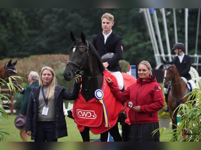 Koń hanowerski Ogier Źrebak (04/2026) 170 cm Gniada in Wagenfeld