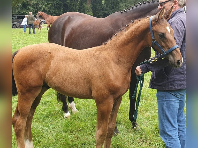 Koń hanowerski Ogier Źrebak (04/2024) 170 cm Gniada in Salzhausen