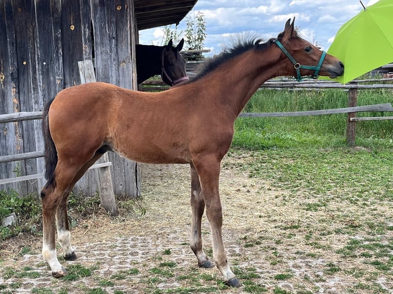 Koń hanowerski Ogier Źrebak (04/2026) 170 cm Gniada in Pfaffenhofen an der Ilm