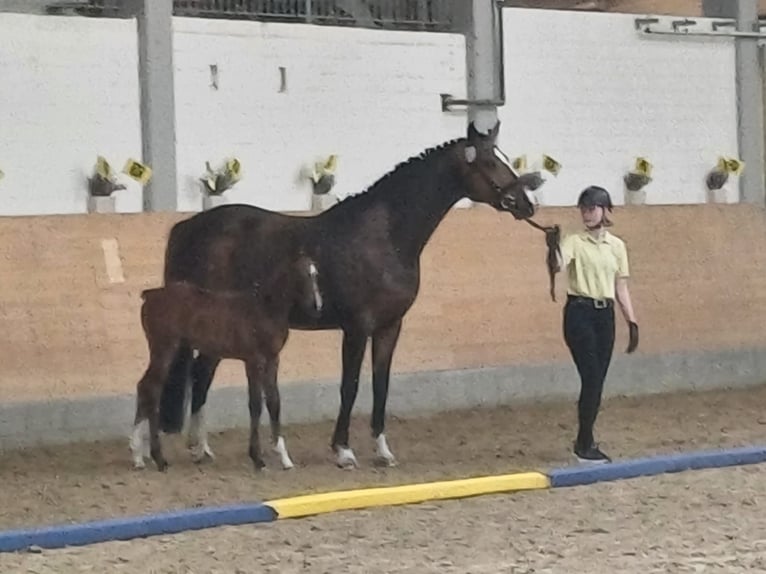 Koń hanowerski Ogier  170 cm Jasnogniada in Schlitz