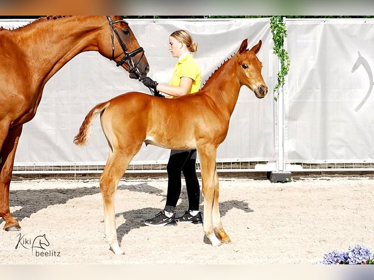 Koń hanowerski Ogier Źrebak (05/2024) 170 cm Kasztanowata in Varel