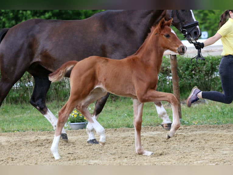 Koń hanowerski Ogier Źrebak (04/2026) 170 cm Kasztanowata in Kutenholz