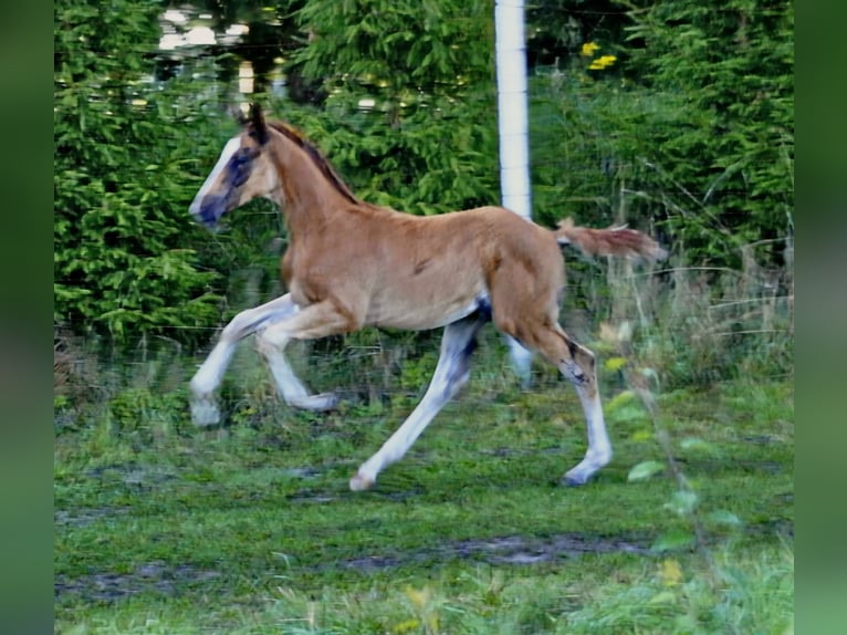 Koń hanowerski Ogier Źrebak (05/2025) 170 cm Kasztanowata in Sieroszowice