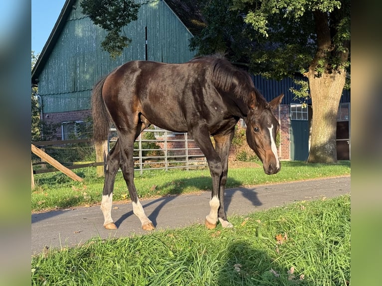 Koń hanowerski Ogier Źrebak (04/2026) 170 cm Skarogniada in Kranenburg