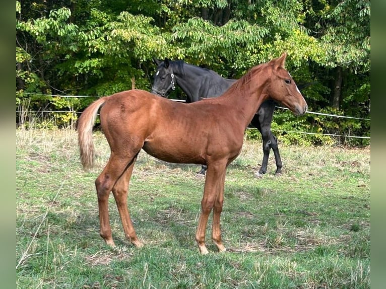 Koń hanowerski Ogier Źrebak (04/2025) 172 cm Kasztanowata in Mansfeld