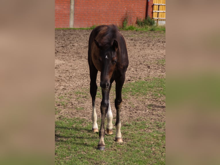 Koń hanowerski Ogier Źrebak (04/2025) 173 cm Kara in Visbek