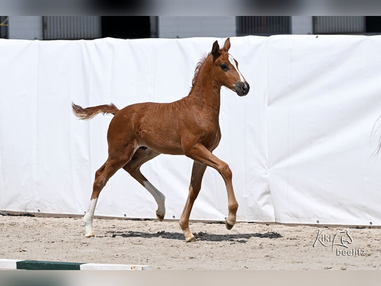 Koń hanowerski Ogier Źrebak (05/2026) 173 cm  in Königslutter am Elm