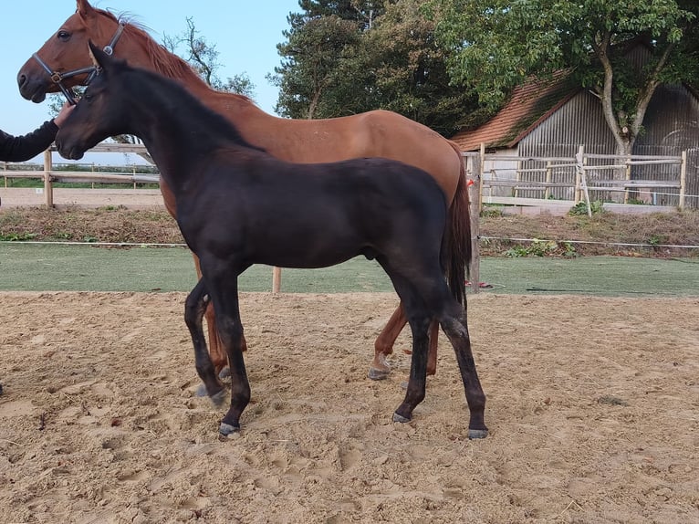 Koń hanowerski Ogier Źrebak (05/2026) 173 cm Skarogniada in Frankenau