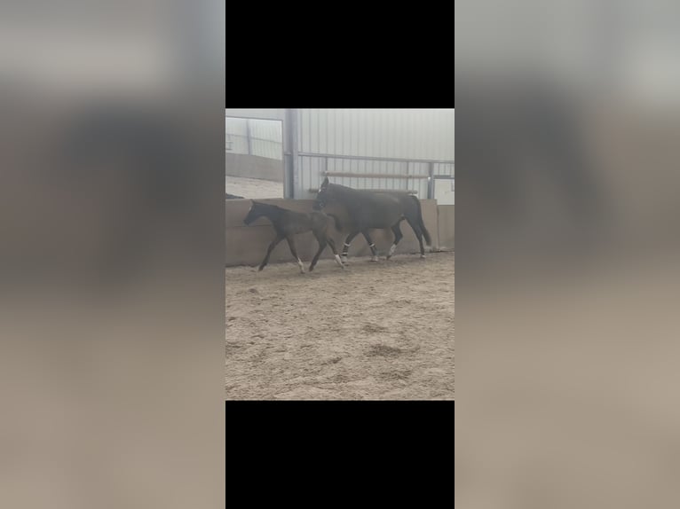 Koń hanowerski Ogier Źrebak (05/2026) 174 cm Kara in Bergfeld