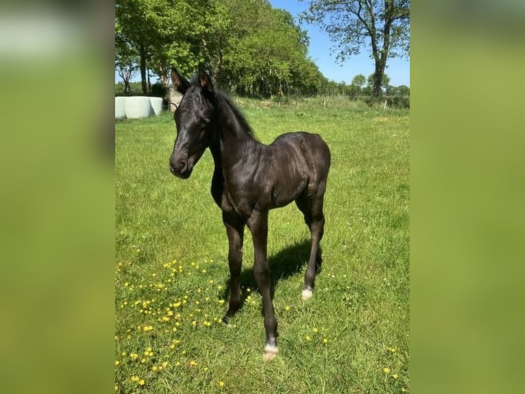 Koń hanowerski Ogier Źrebak (05/2026) 175 cm Kara in Friedeburg Wiesede