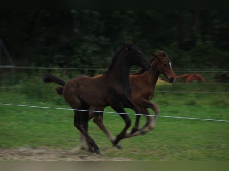 Koń hanowerski Ogier Źrebak (05/2026) 175 cm Kara in Friedeburg Wiesede