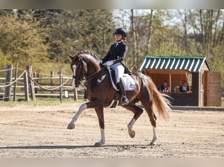 Koń hanowerski Ogier  175 cm Kasztanowata in Börrstadt