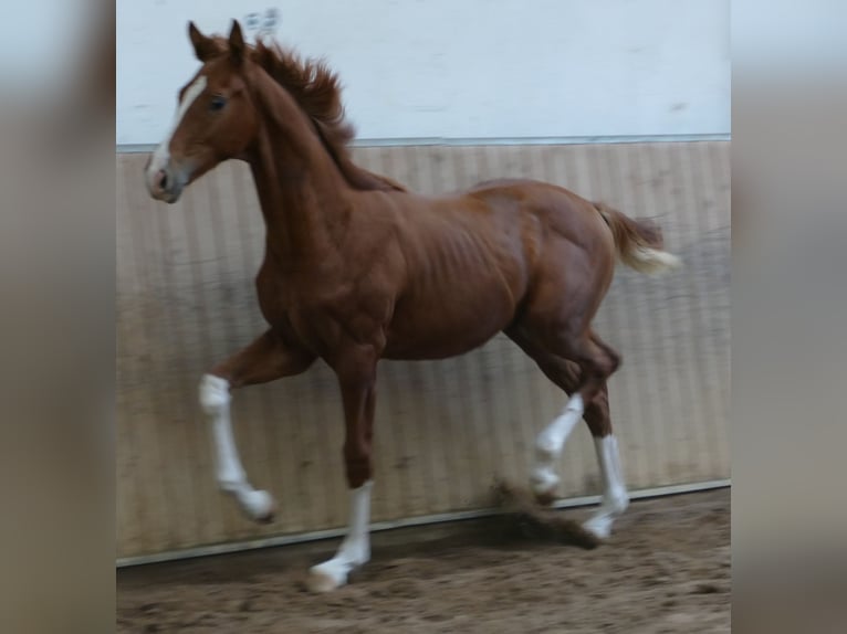 Koń hanowerski Ogier Źrebak (03/2026) 175 cm Kasztanowata in Greifenstein
