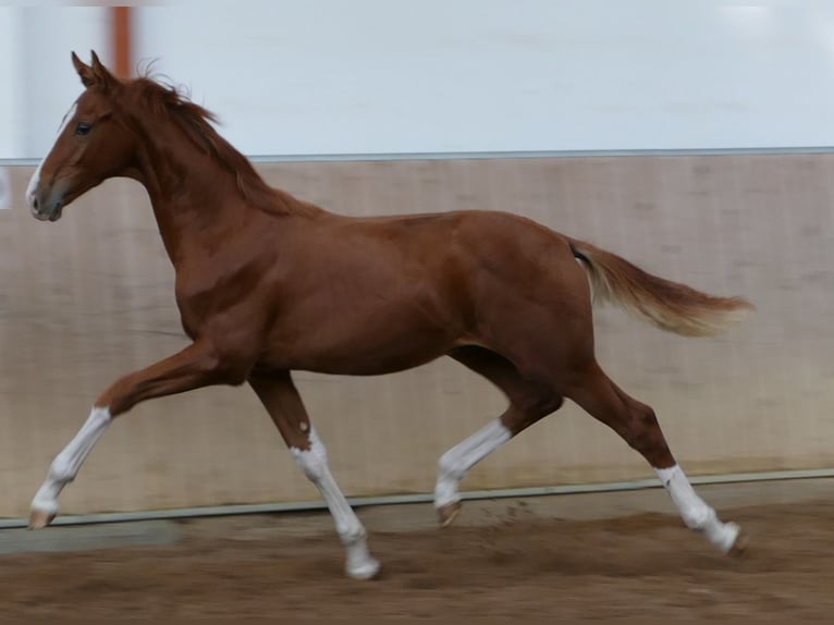 Koń hanowerski Ogier Źrebak (03/2026) 175 cm Kasztanowata in Greifenstein