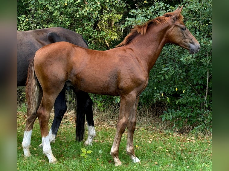 Koń hanowerski Ogier Źrebak (03/2026) Ciemnokasztanowata in Heinbockel
