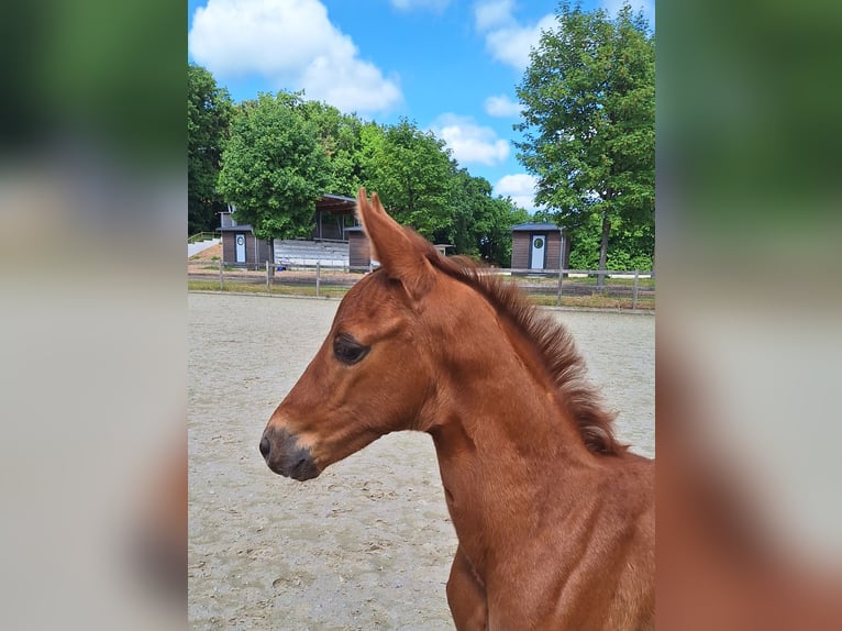 Koń hanowerski Ogier Źrebak (04/2026) Ciemnokasztanowata in Wurster Nordseeküste