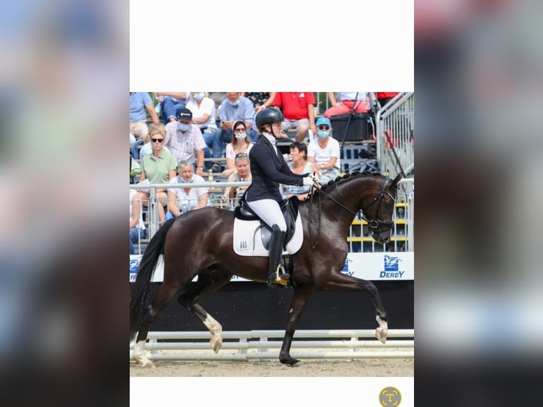 Koń hanowerski Ogier Źrebak (03/2025) Gniada in Bruchhausen-Vilsen