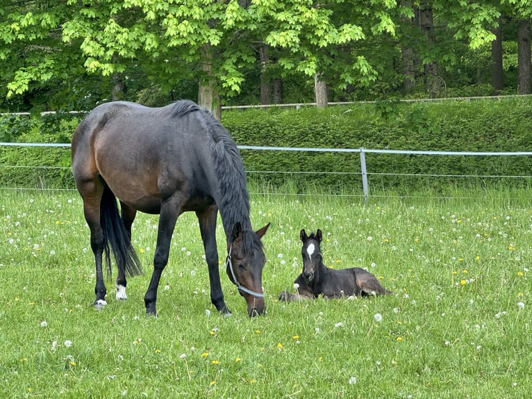 Koń hanowerski Ogier Źrebak (05/2026) Gniada in Kirchnüchel