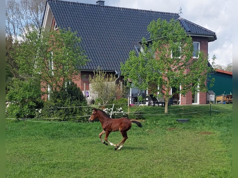 Koń hanowerski Ogier Źrebak (03/2024) Gniada in Schneverdingen