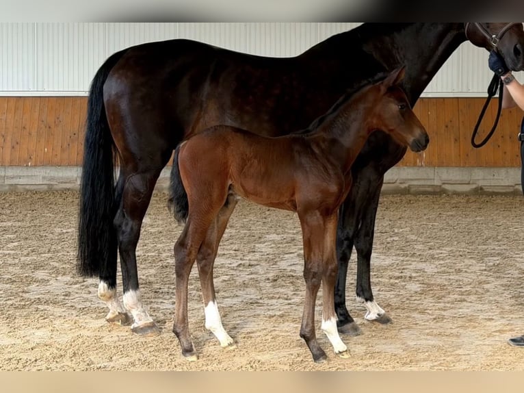 Koń hanowerski Ogier Źrebak (01/2026) Gniada in Weyhe