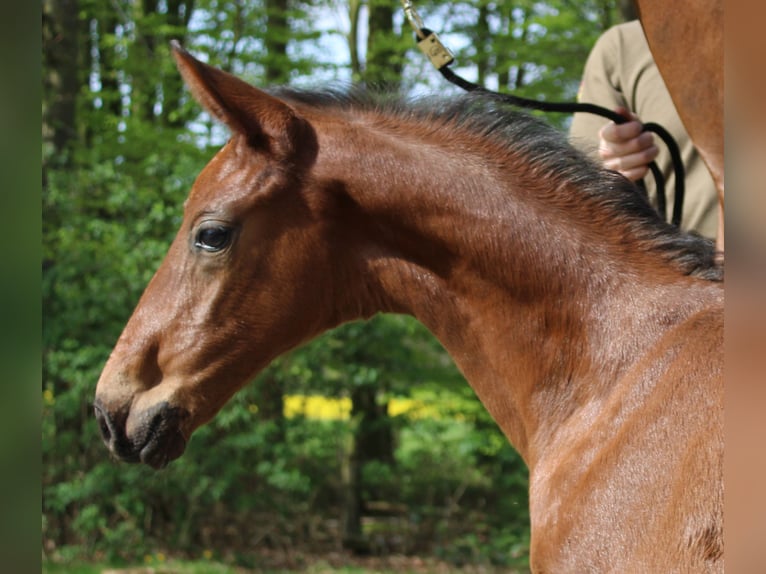 Koń hanowerski Ogier Źrebak (03/2024) Gniada in Niederlangen