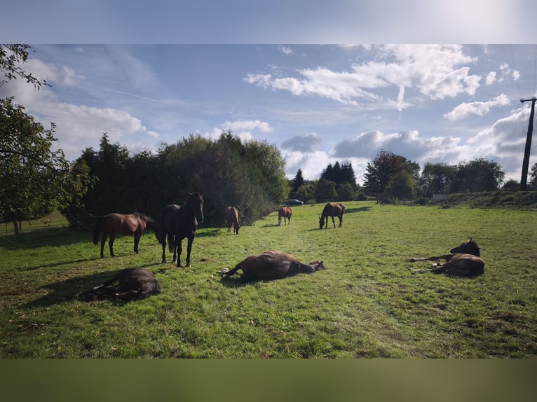 Koń hanowerski Ogier Źrebak (05/2026) Jasnogniada in Nauort