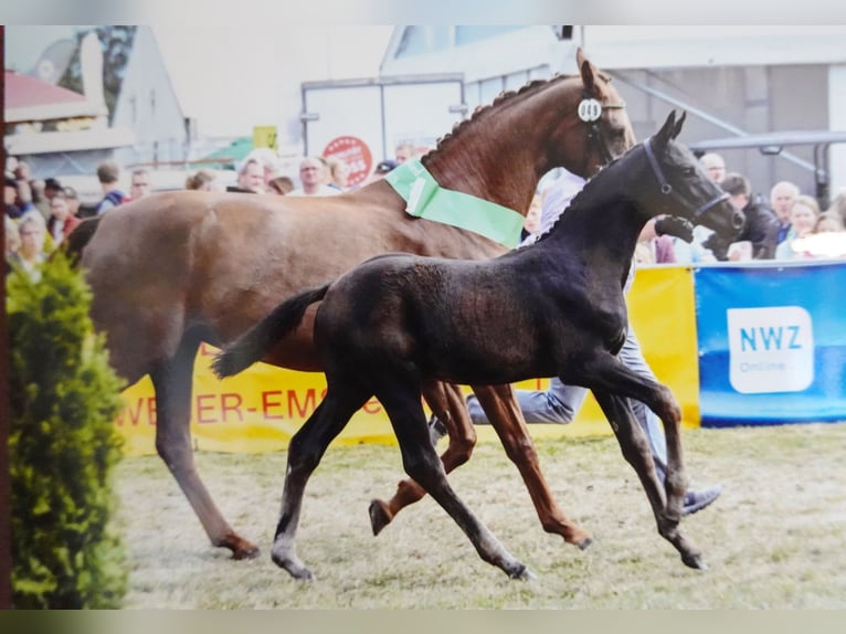 Koń hanowerski Ogier Źrebak (05/2025) Kara in Dornumersiel