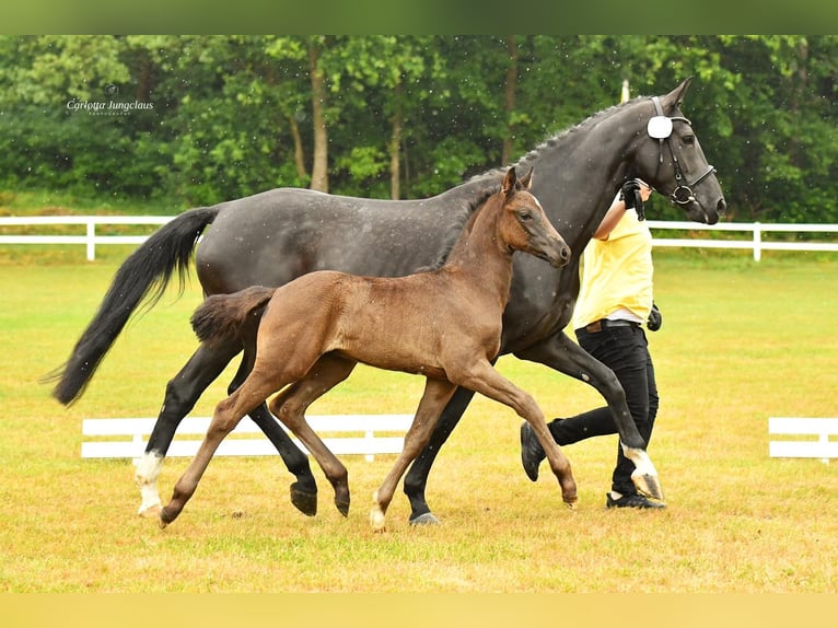 Koń hanowerski Ogier Źrebak (05/2026) Kara in Selsingen