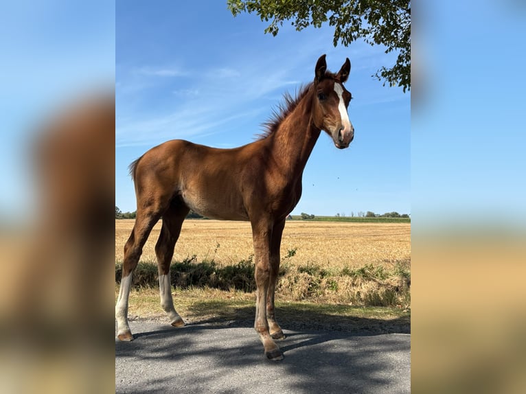 Koń hanowerski Ogier Źrebak (05/2026) Kasztanowata in Misselwarden