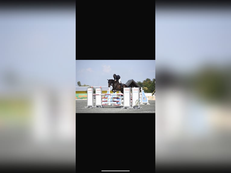 Koń hanowerski Ogier  Kasztanowata in Neustadt am Rübenberge