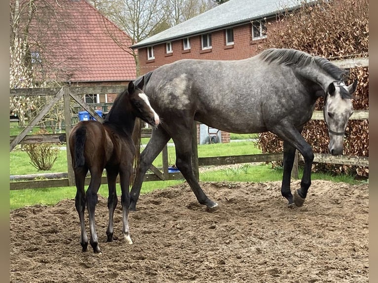 Koń hanowerski Ogier Źrebak (03/2024) Może być siwy in Oberndorf