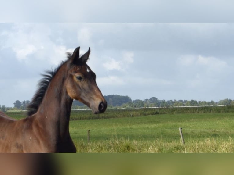 Koń hanowerski Ogier Źrebak (05/2024) Siwa jabłkowita in Otterndorf