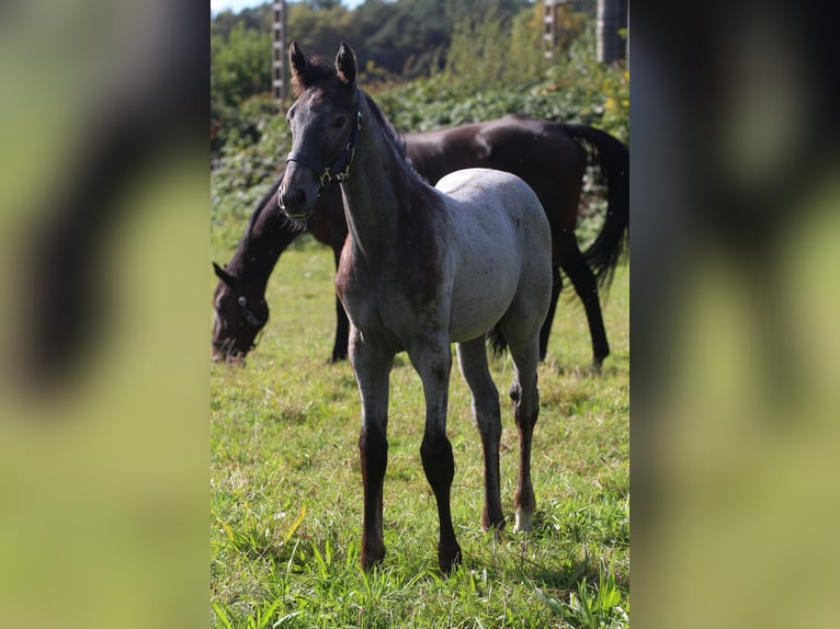 Koń hanowerski Ogier Źrebak (06/2024) Siwa in Scheeßel