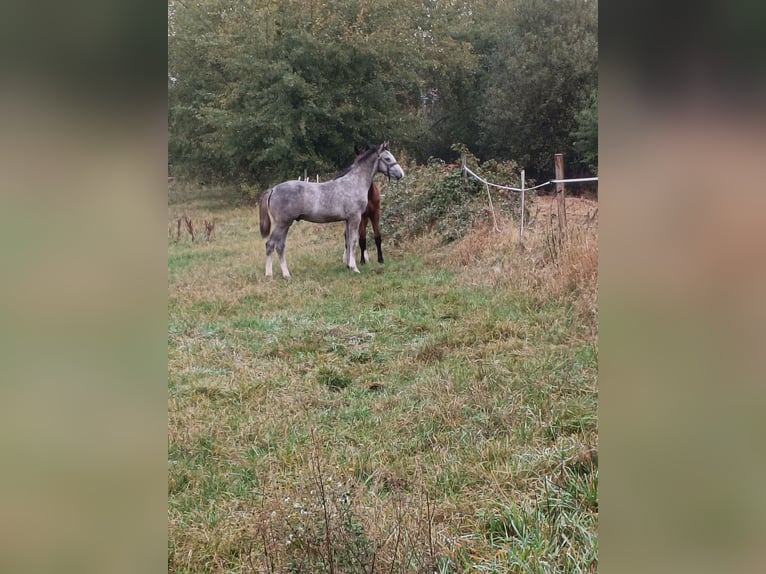 Koń hanowerski Ogier Źrebak (04/2026) Siwa in Lachendorf