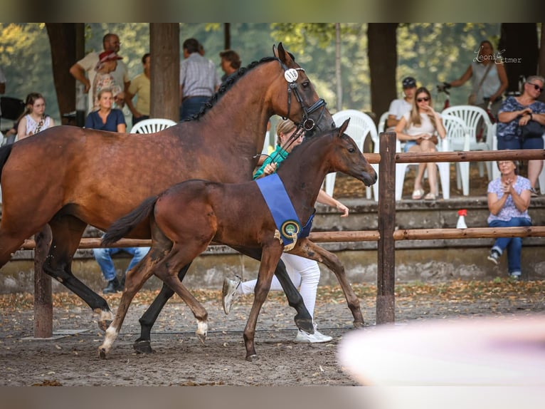 Koń hanowerski Ogier Źrebak (05/2026) Skarogniada in Emmerich