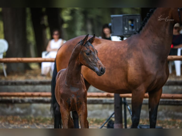 Koń hanowerski Ogier Źrebak (05/2026) Skarogniada in Emmerich