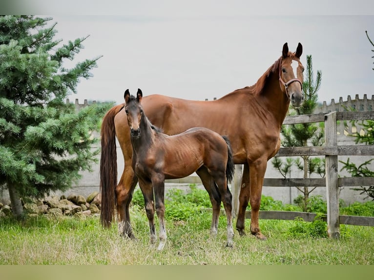 Koń hanowerski Ogier Źrebak (04/2026) Skarogniada in Ostrów Wielkopolski
