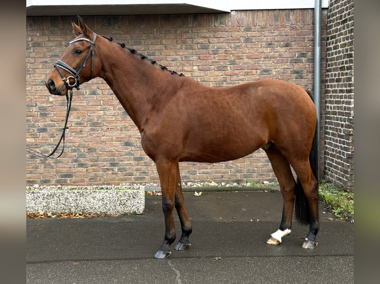Koń hanowerski Wałach 10 lat 160 cm Gniada in Niederkassel