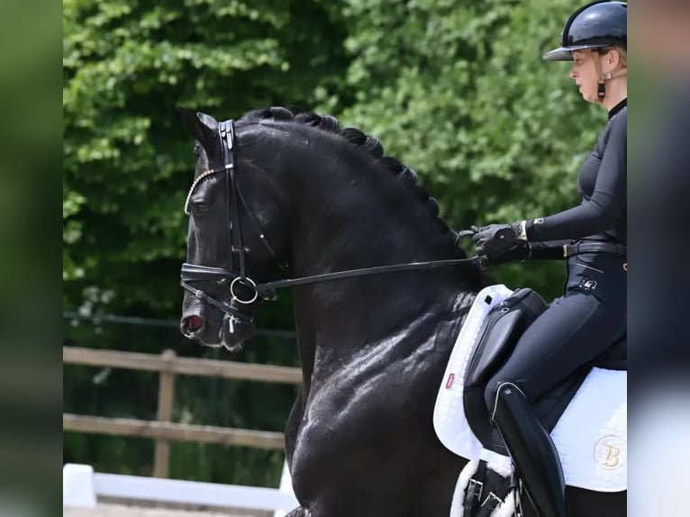 Koń hanowerski Wałach 10 lat 161 cm Kara in Stuttgart Stuttgart-Mitte