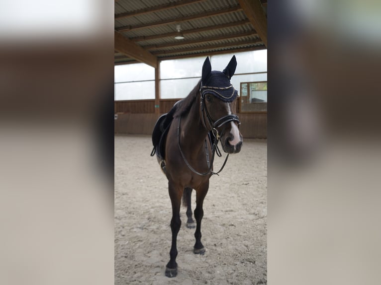 Koń hanowerski Wałach 10 lat 163 cm Skarogniada in Köln