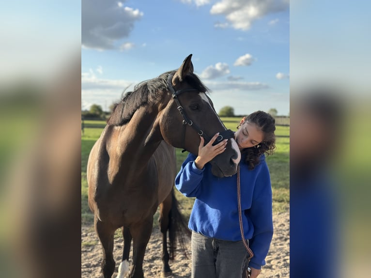 Koń hanowerski Wałach 10 lat 163 cm Skarogniada in Köln