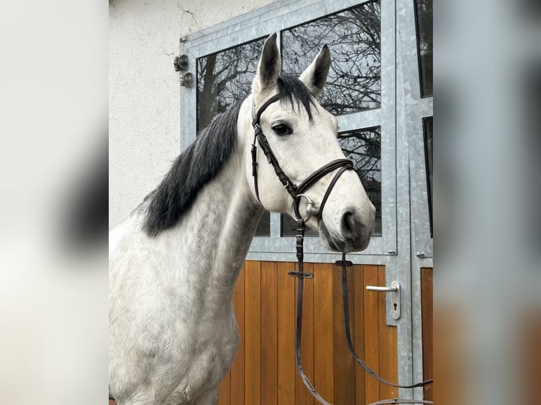Koń hanowerski Wałach 10 lat 166 cm Siwa in Dingelst&#xE4;dt