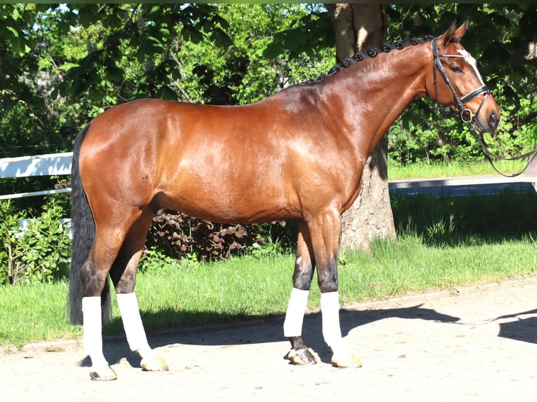 Koń hanowerski Wałach 10 lat 168 cm Gniada in Selsingen