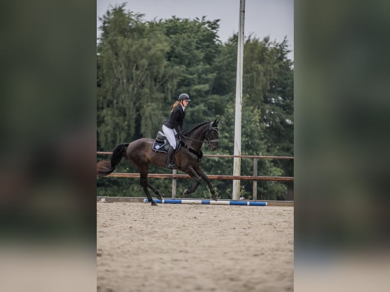 Koń hanowerski Mix Wałach 10 lat 168 cm Skarogniada in Rendsburg