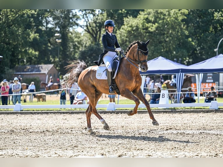 Koń hanowerski Wałach 10 lat 170 cm Ciemnokasztanowata in Hagen im Bremischen